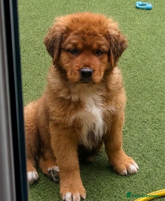Mixed Breed dogs Central Asian Shepard x Rottweiler Puppies - Advert 2