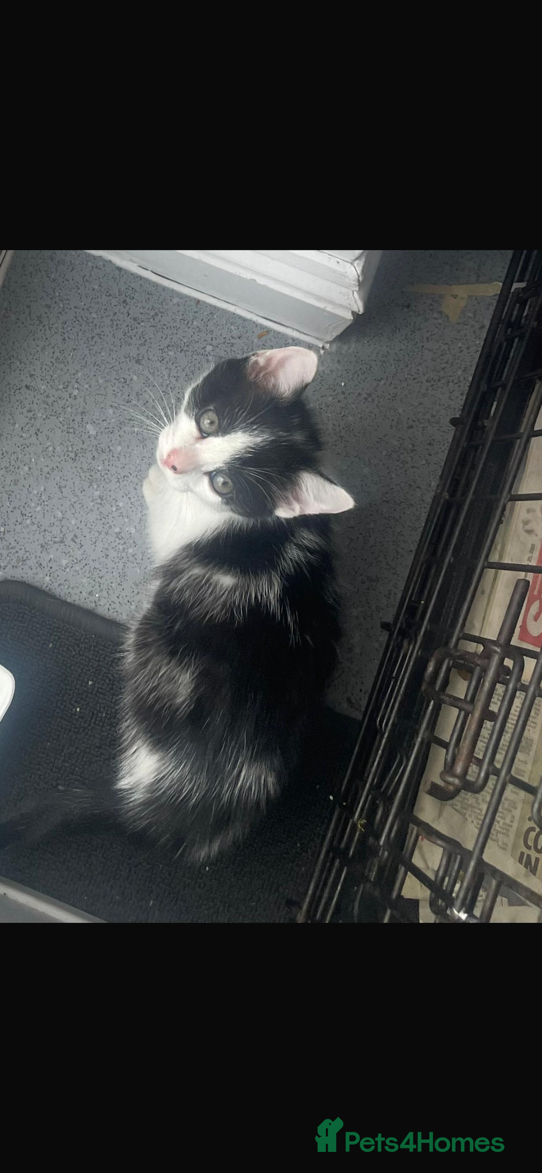 Mixed Breed cats for sale: Kittens for sale - Advert 3