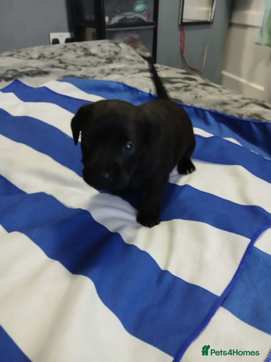 Patterdale Terrier dogs for sale: Puppies  - Advert 9