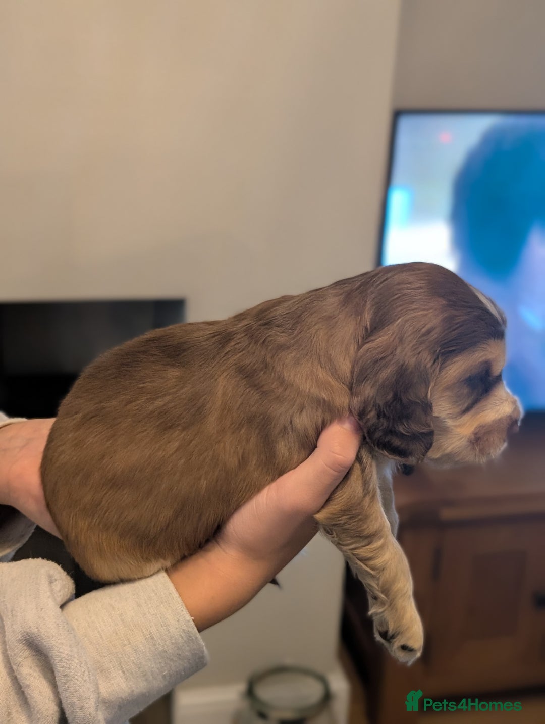 Cocker Spaniel dogs for sale: Quality Bred Show Type Cocker Spaniel Puppies - Image 11