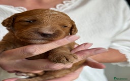 Mixed Breed dogs for sale: Health Tested miniature Goldendoodles  - Image 30