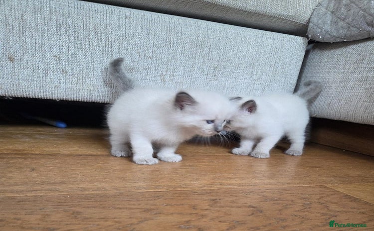 Ragdoll cats - Advert 4