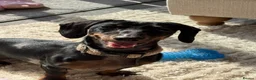 Miniature Dachshund dogs for sale: Winnie the miniature dachshund  - Advert 6