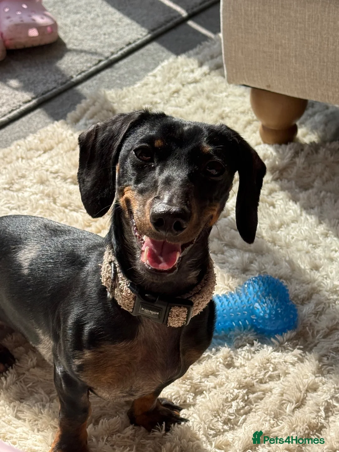 Miniature Dachshund dogs for sale: Winnie the miniature dachshund  - Advert 6