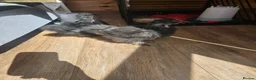 Chickens poultry for sale: Silky Bantum in Exeter - Advert 2