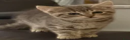British Shorthair cats for sale: British shorthair cross bengal - Advert 2
