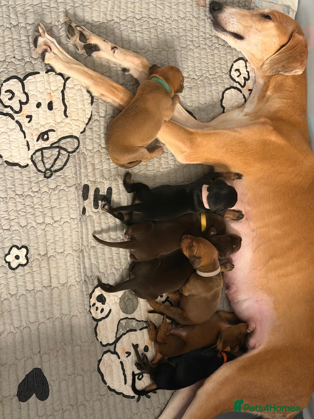 Mixed Breed dogs for sale: Lurcher Saluki x Doberman - Image 8