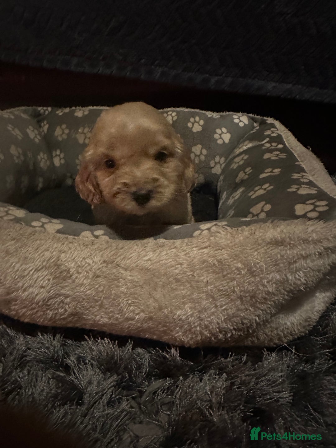 Cockapoo dogs for sale: F3 cockapoo puppies  - Advert 10