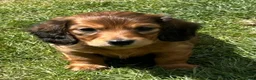 Miniature Dachshund dogs for sale: Mini Long Haired Daschund 2 girls left - Advert 10