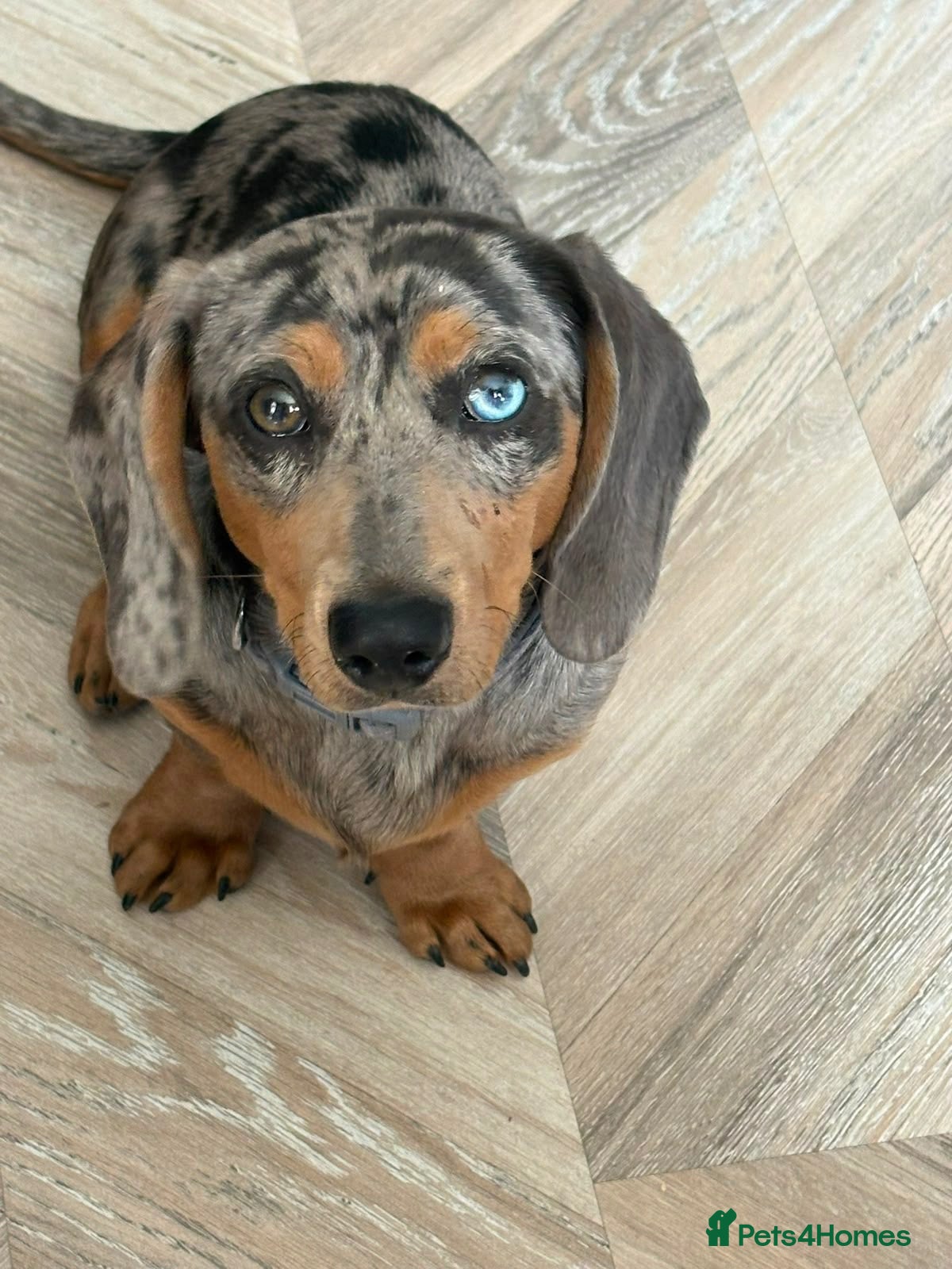 Dachshund dogs Male dachshund  - Advert 1