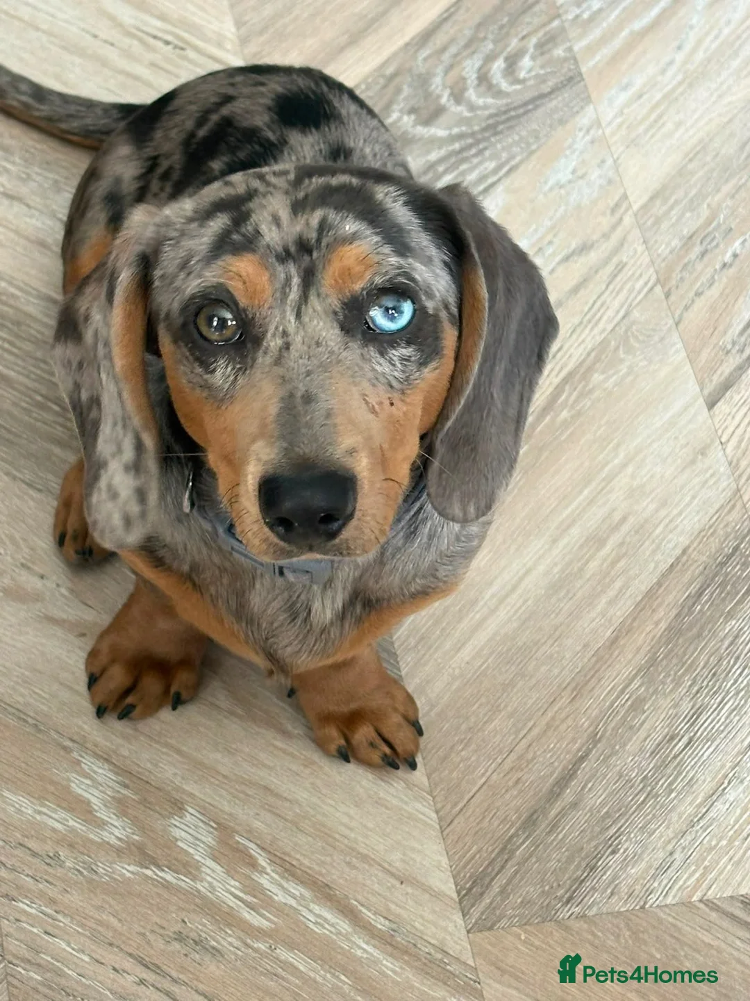 Dachshund dogs for sale: Male dachshund  in Wednesbury - Advert 1