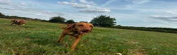 Hungarian Vizsla dogs for sale: Champion Bred Hungarian Vizsla Pups 0.9%COI KC Reg - Advert 13