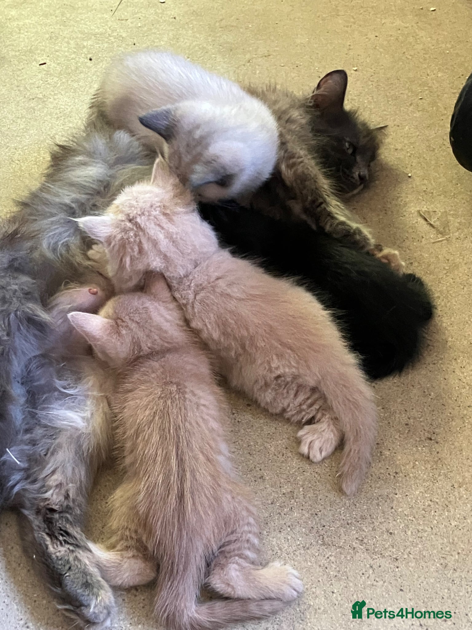 Mixed Breed cats for sale: Gorgeous ragdoll cross kittens  - Advert 1
