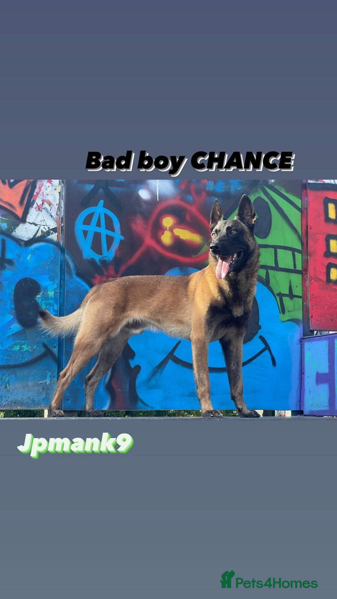 Belgian Shepherd Dog dogs for sale: Belgian Malinois is due before 5th of January - Advert 14