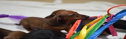 Miniature Dachshund dogs for sale: 🌟Gorgeous Miniature Dachshunds🌟 - Advert 21