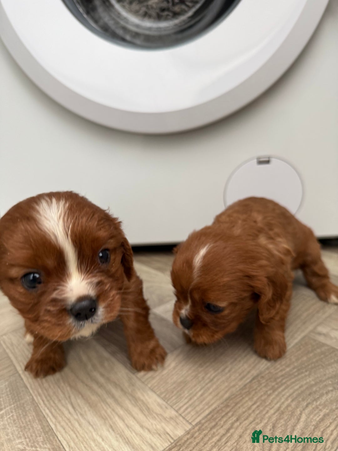 Cavalier King Charles Spaniel dogs for sale: Cavalier King Charles puppies.  - Advert 2