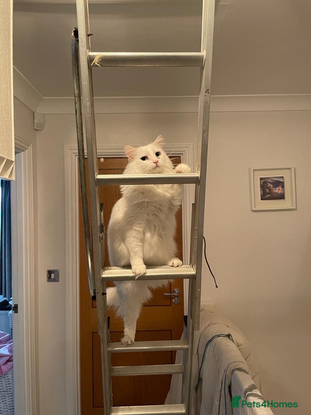 Mixed Breed cats for sale: Milk the moggy - Advert 2