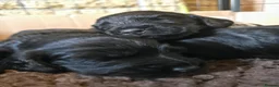 Sprocker dogs for sale: Sprocker spaniel girls  - Advert 4