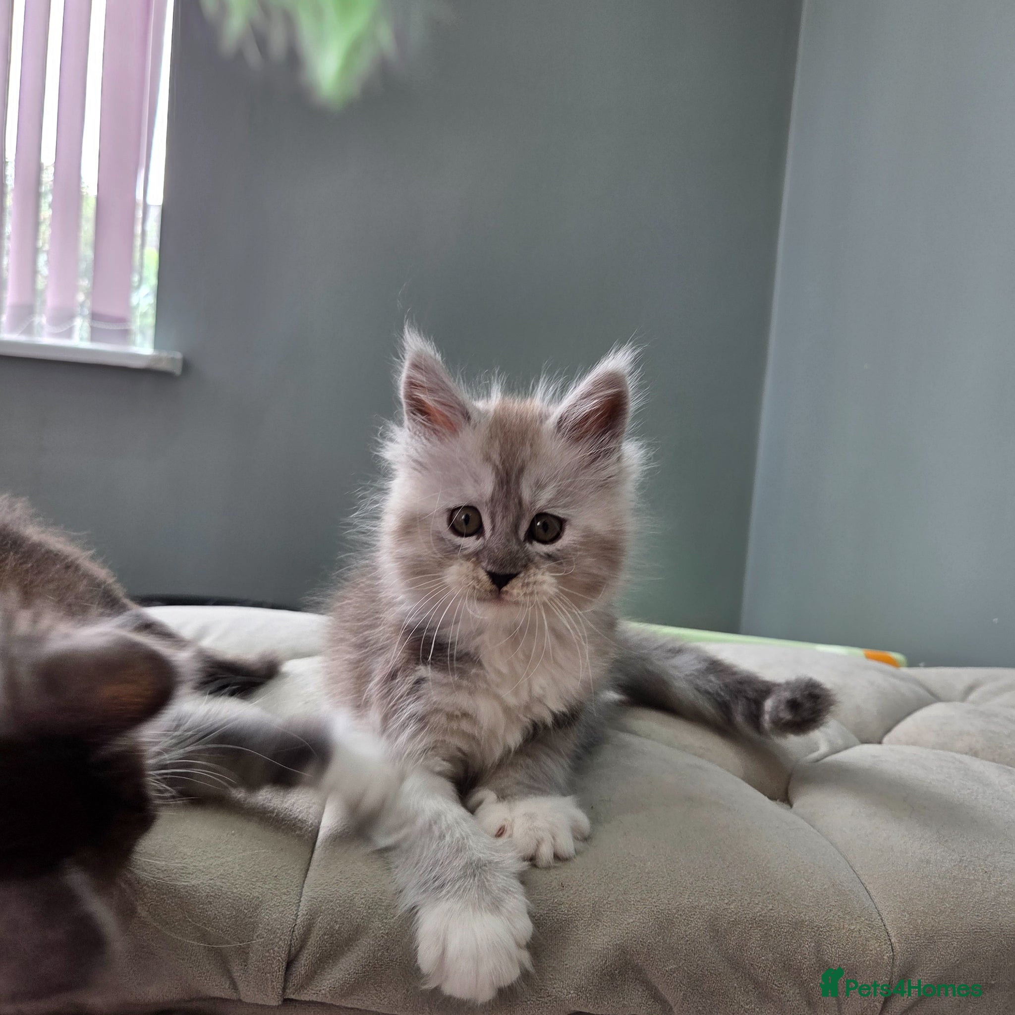Maine Coon cats Black smoke and Silver kittens - Advert 5