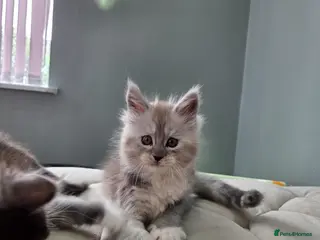 Maine Coon cats Black smoke and Silver kittens - Advert 5