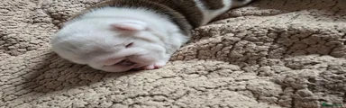 English Bulldog Puppy 1
