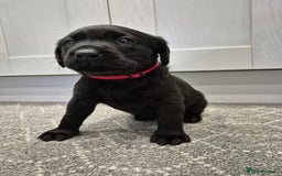 Labrador Retriever dogs for sale: Black Labrador Retreiver pups - Image 10