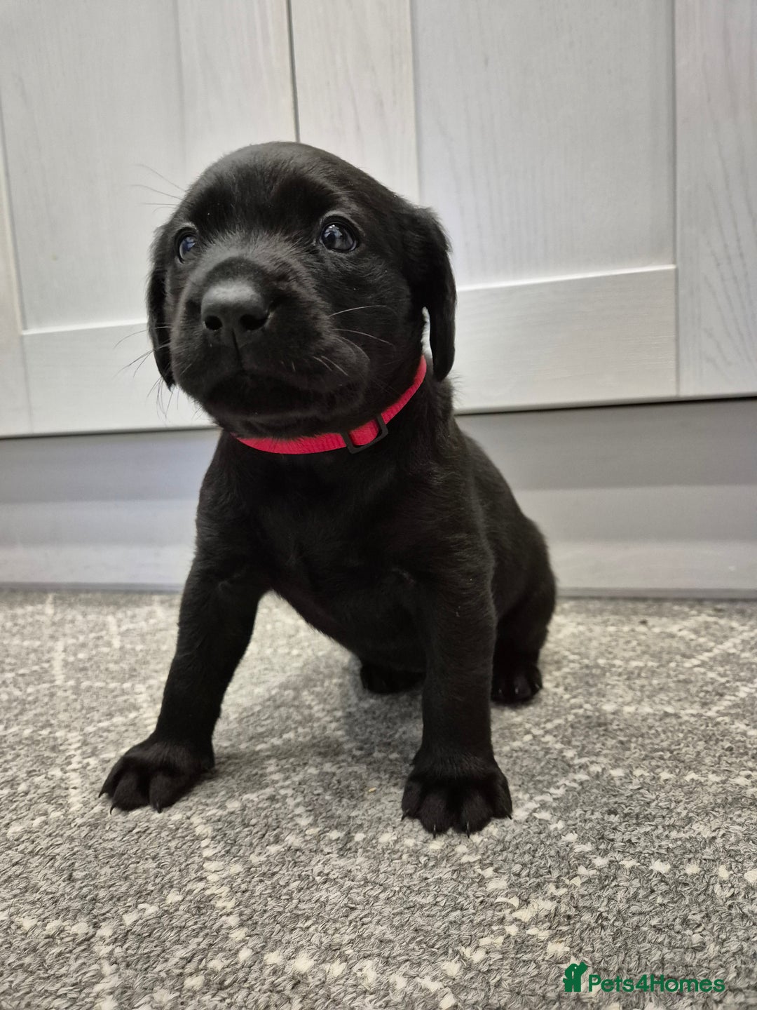 Labrador Retriever dogs for sale: Black Labrador Retreiver pups - Image 10