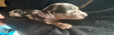 Miniature Dachshund silver dapple