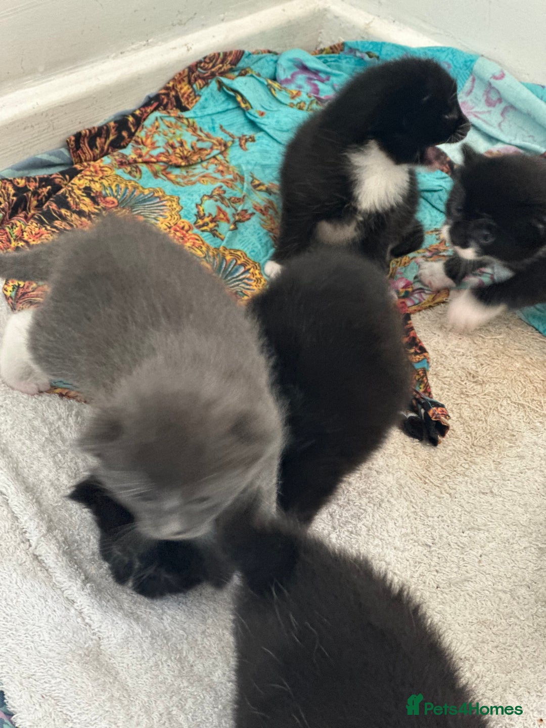British Shorthair cats for sale: British short hair cross kittens - Image 6