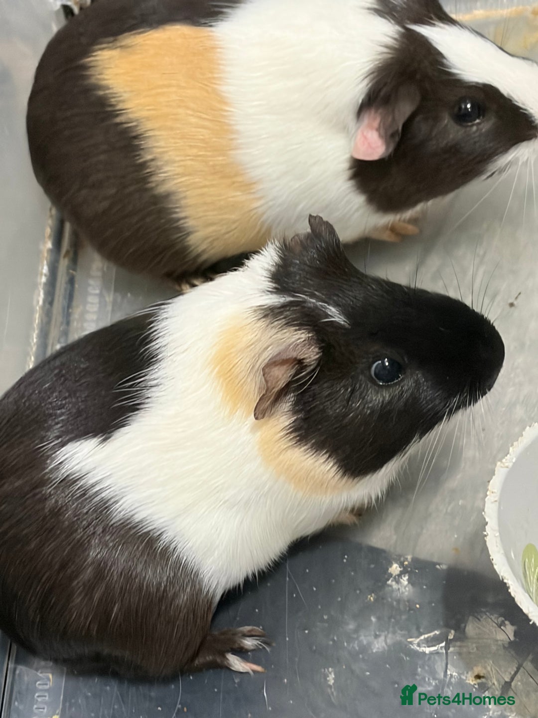 Guinea Pig rodents for sale: 2x male guinea pigs  - Advert 2