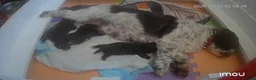 Shih Tzu dogs for sale: Shih tzu  - Advert 4