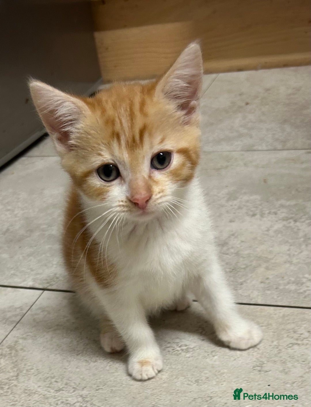 Mixed Breed cats for sale: Stunning litter of kittens - Advert 2