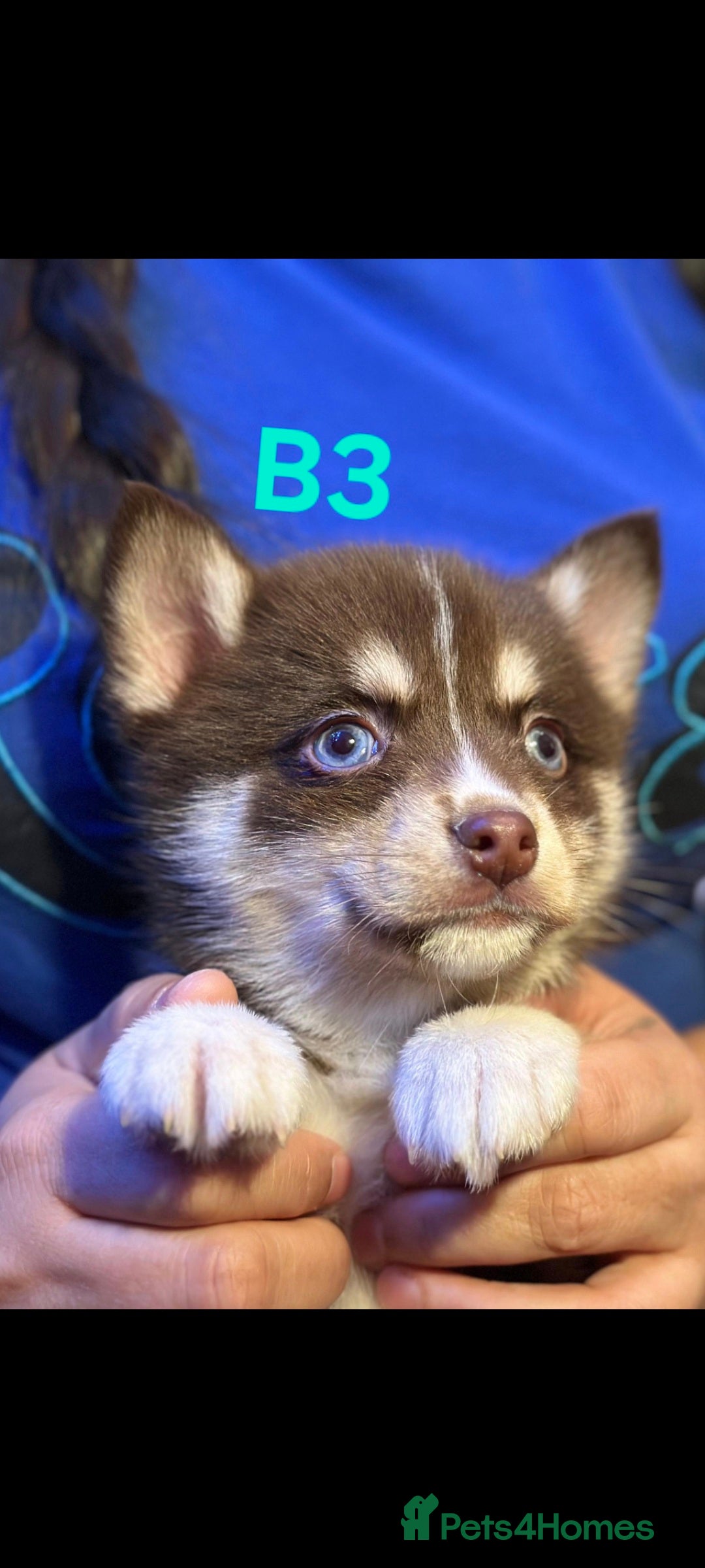Pomsky dogs for sale: Blue Eyed F4 Toy Pomskies - Advert 22