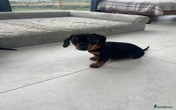 Miniature Dachshund dogs for sale: One beautiful Beautiful girl left  💜🐶  - Image 16