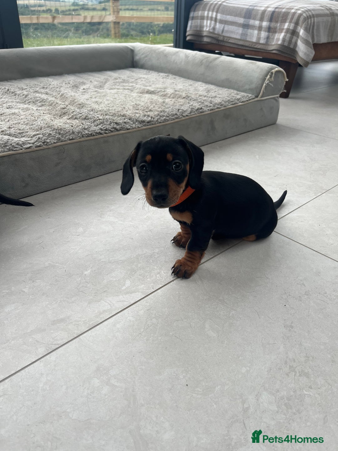 Miniature Dachshund dogs for sale: One beautiful Beautiful girl left  💜🐶  - Image 16