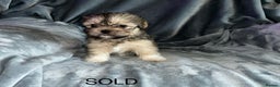 Lhasa Apso dogs for sale: KC Reg Lhasa pup READY TO GO - Advert 13