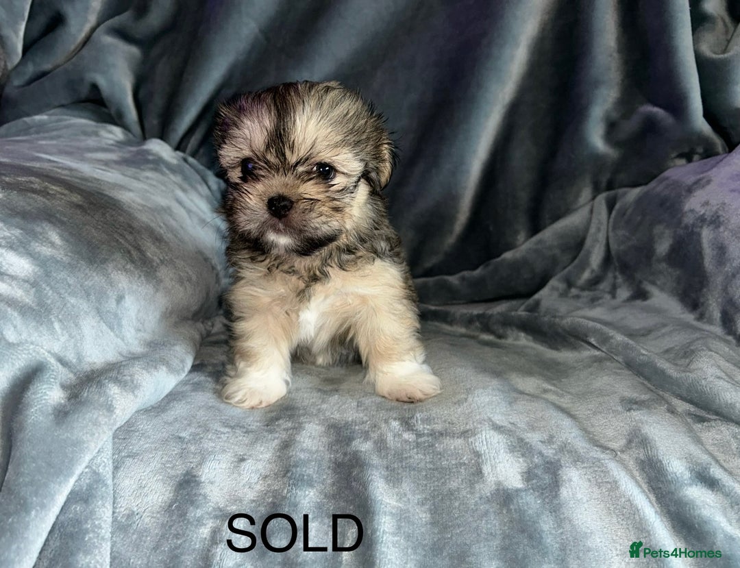 Lhasa Apso dogs for sale: KC Reg Lhasa pup READY TO GO - Advert 13