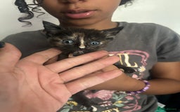 Mixed Breed cats for sale: Beautiful Kittens  - Image 8