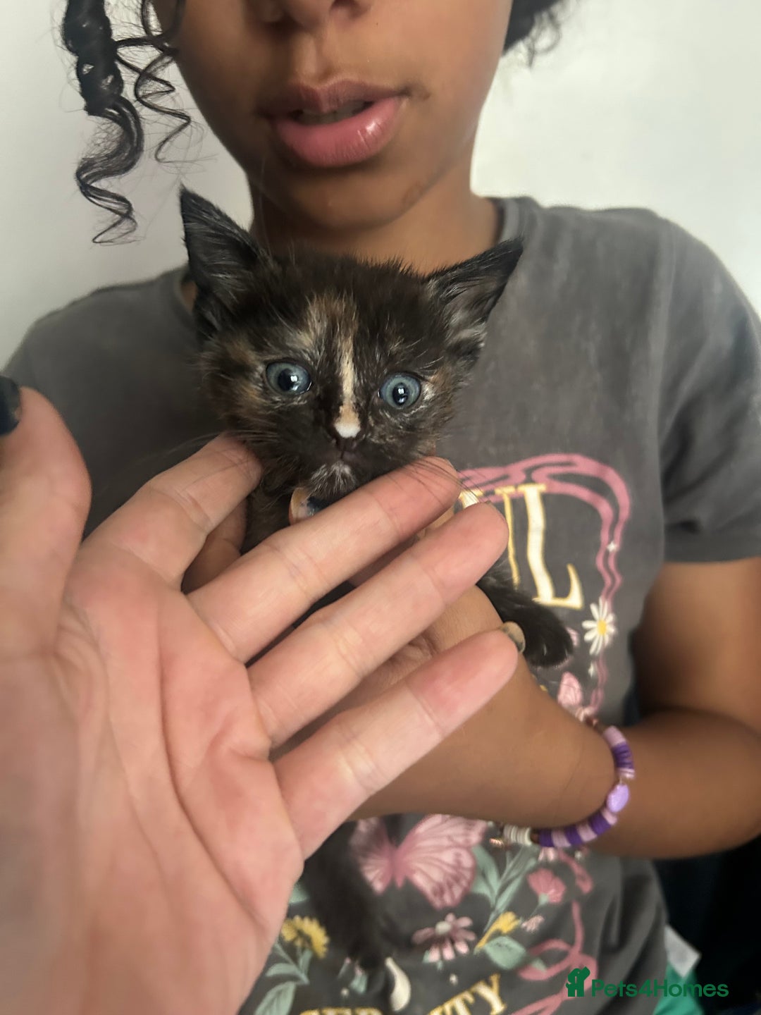 Mixed Breed cats for sale: Beautiful Kittens  - Image 8