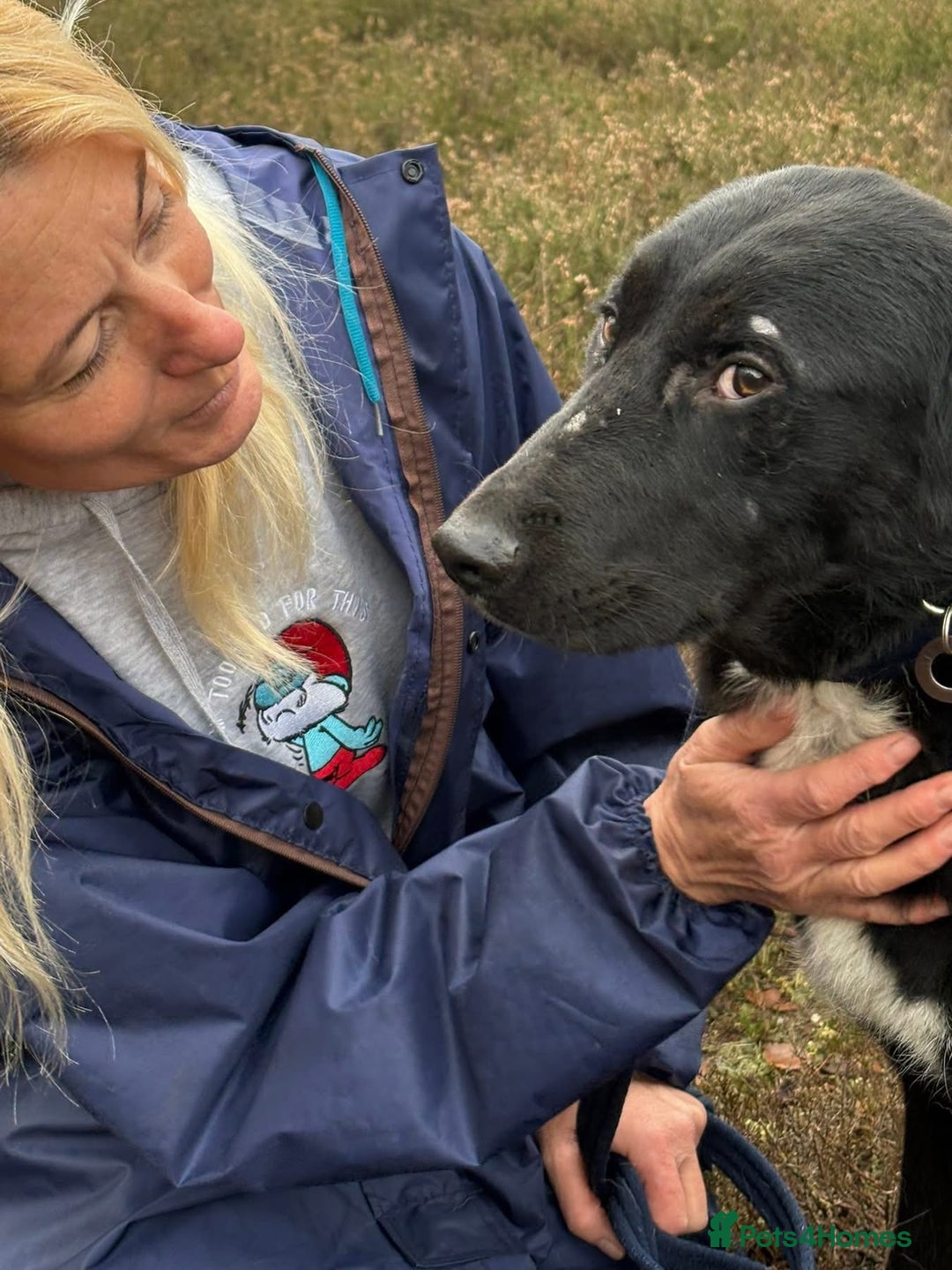 Mixed Breed dogs for adoption: Sisco - Norwich Norfolk  - Advert 11