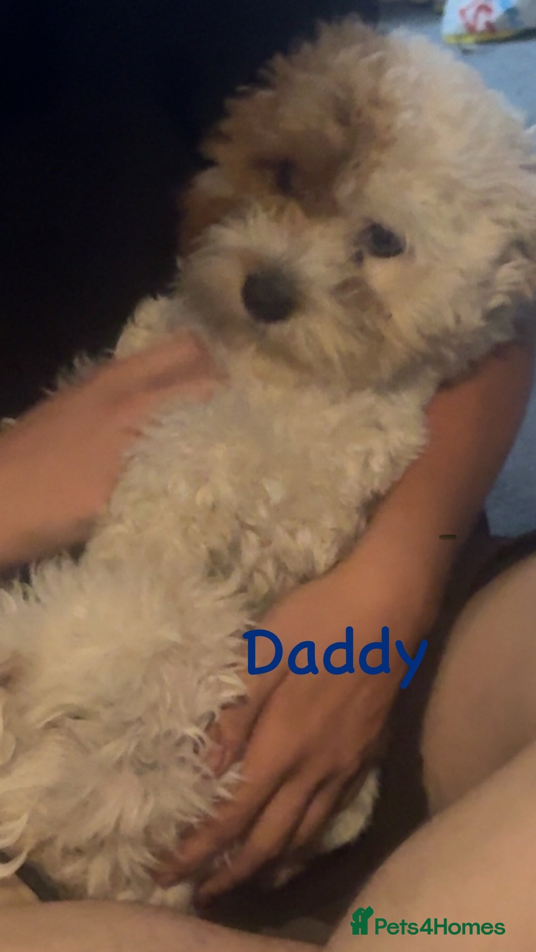 Jackapoo dogs for sale: Cavapoo x jack Russell puppies  - Image 9