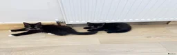 Mixed Breed cats for sale: 🐾 Six Adorable Kittens Looking for Loving Homes  - Advert 3