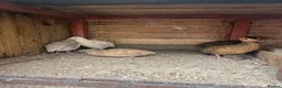 Quail poultry for sale: Quails for sale in Newcastle upon Tyne - Advert 4