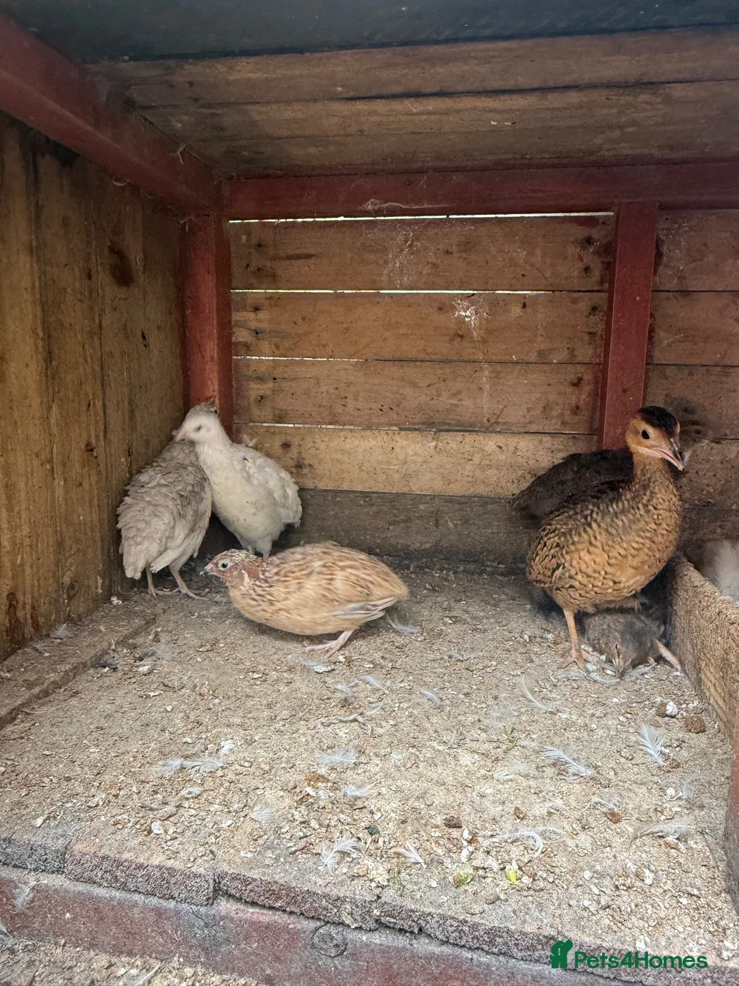 Quail poultry for sale: Quails for sale in Newcastle upon Tyne - Advert 4