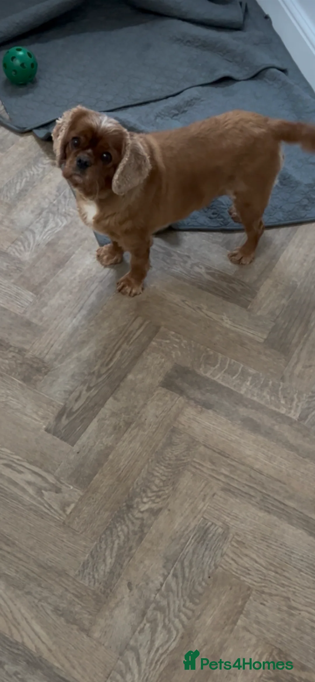 Cavalier King Charles Spaniel dogs for sale: 3 adult cavaliers (speyed)1 boy 2 girls  - Advert 5