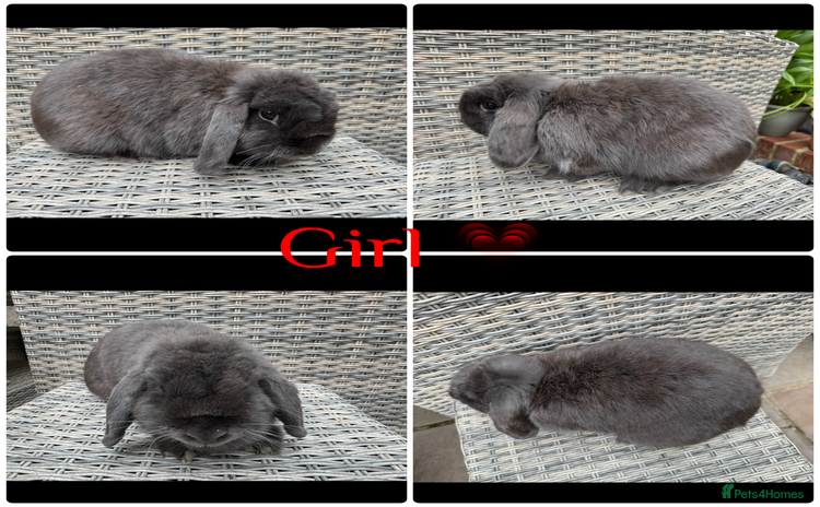 Mini Lop rabbits - Advert 16