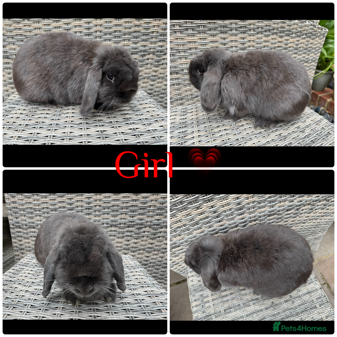 Mini Lop rabbits for sale: 1 female purebred mini lop & 2 female plush lops - Image 1