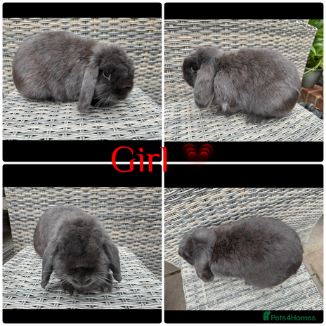 Mini Lop rabbits for sale - Advert 4