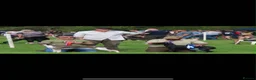 Whippet dogs for sale: KC whippet Puppies  - Advert 15