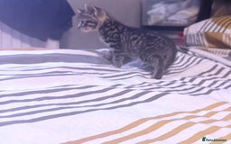 Mixed Breed cats for sale: Adorable mixed litter  - Image 4